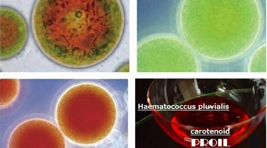 赤色の抗酸化カロテノイドが豊富な高品質ボタニカルヘアオイル。PROIL