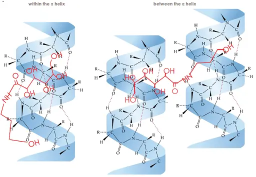 ファイバーハンスによる結合強化イメージ