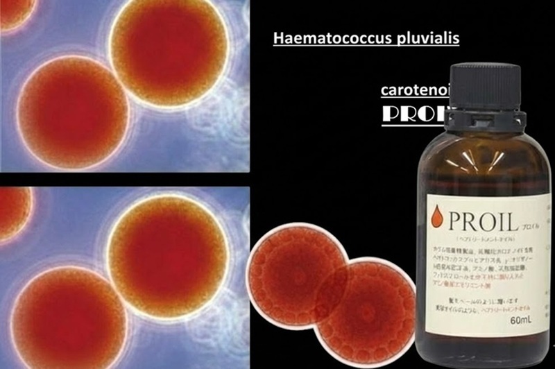 高品質ボタニカルヘアオイル。アスタキサンチンと吸着精製油で構成するプロイル